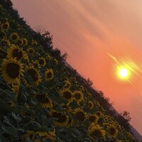 Yellow - Field Guide, Lizzy McAlpine
