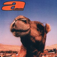 Never Been - Adhesive