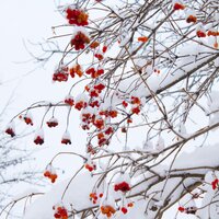 Enjoying the Holy Days - Zen Meditate, Music for Reading, Christmas Piano Masters, Zen Meditate, Music for Reading
