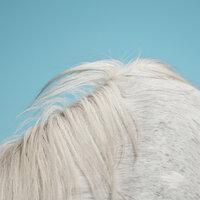 Hands - Widowspeak