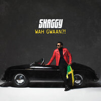 Wrong Room - Shaggy