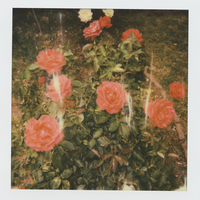 i'll die anyway. - girl in red